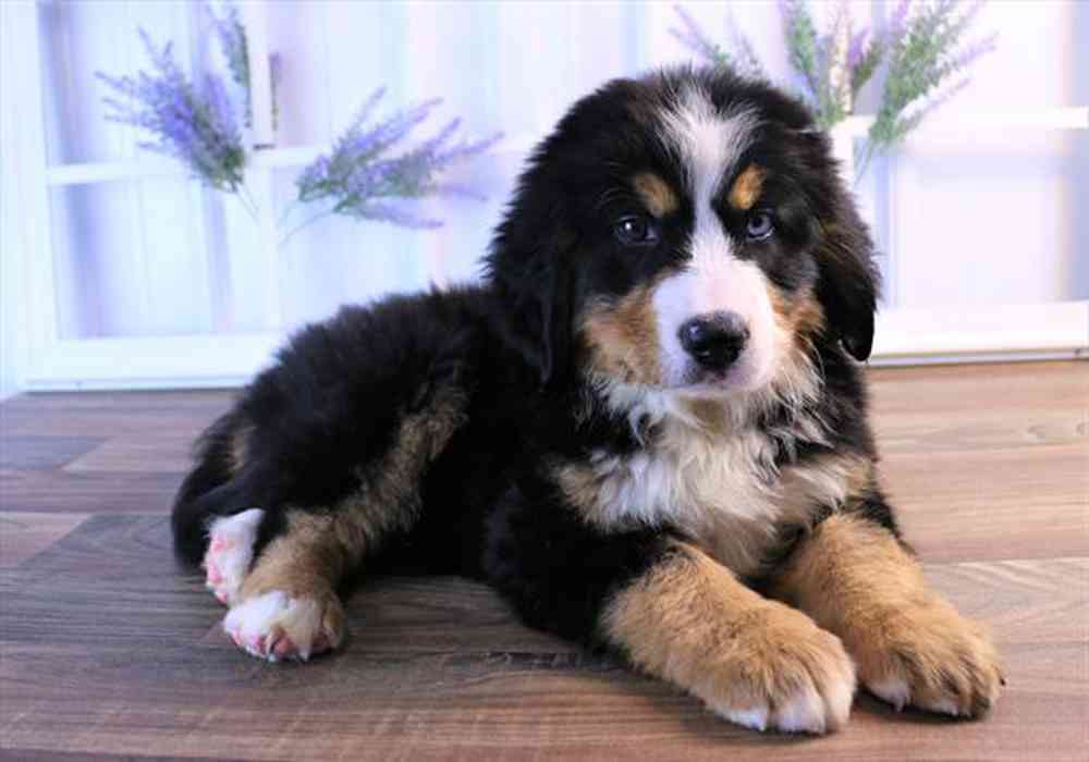 carousel pet images