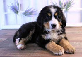 Bernese Mountain Dog