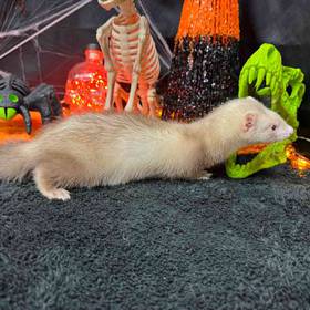 Ferret