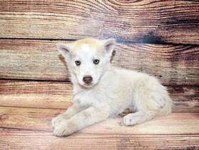 Siberian Husky