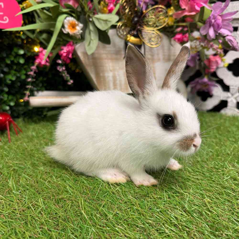 carousel pet images