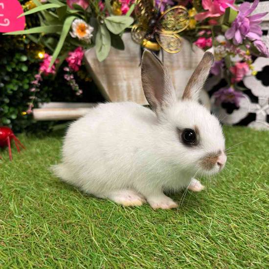 Mini Rex Mix