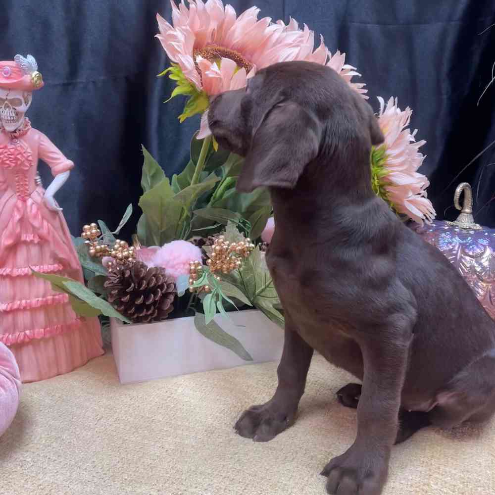 carousel pet images