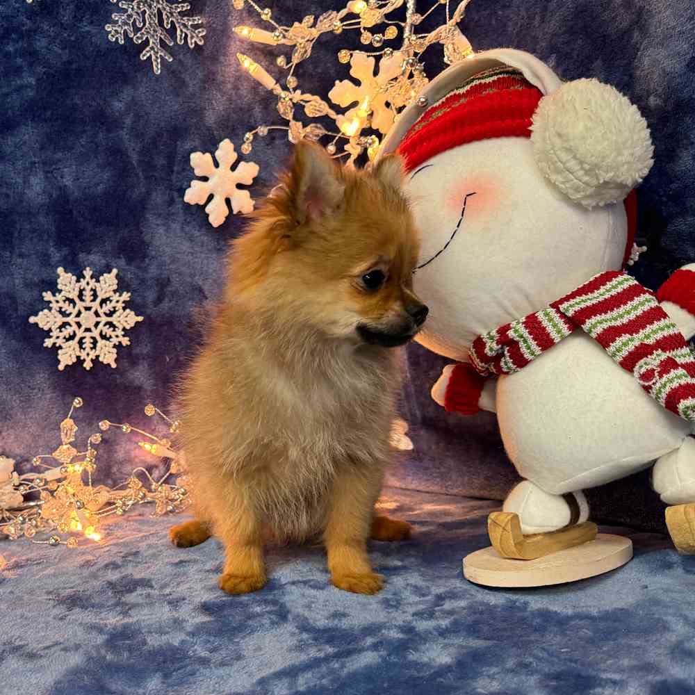 carousel pet images
