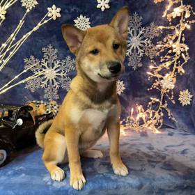 Shiba Inu