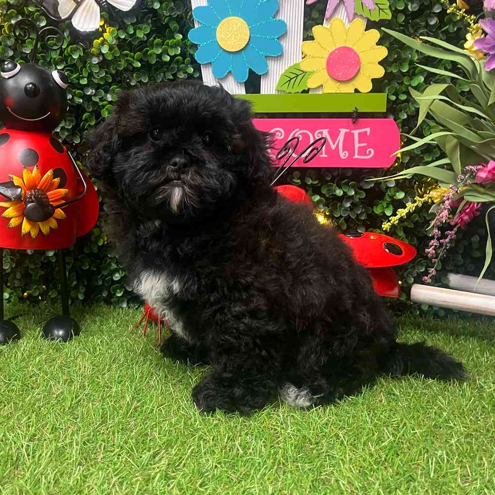 carousel pet images