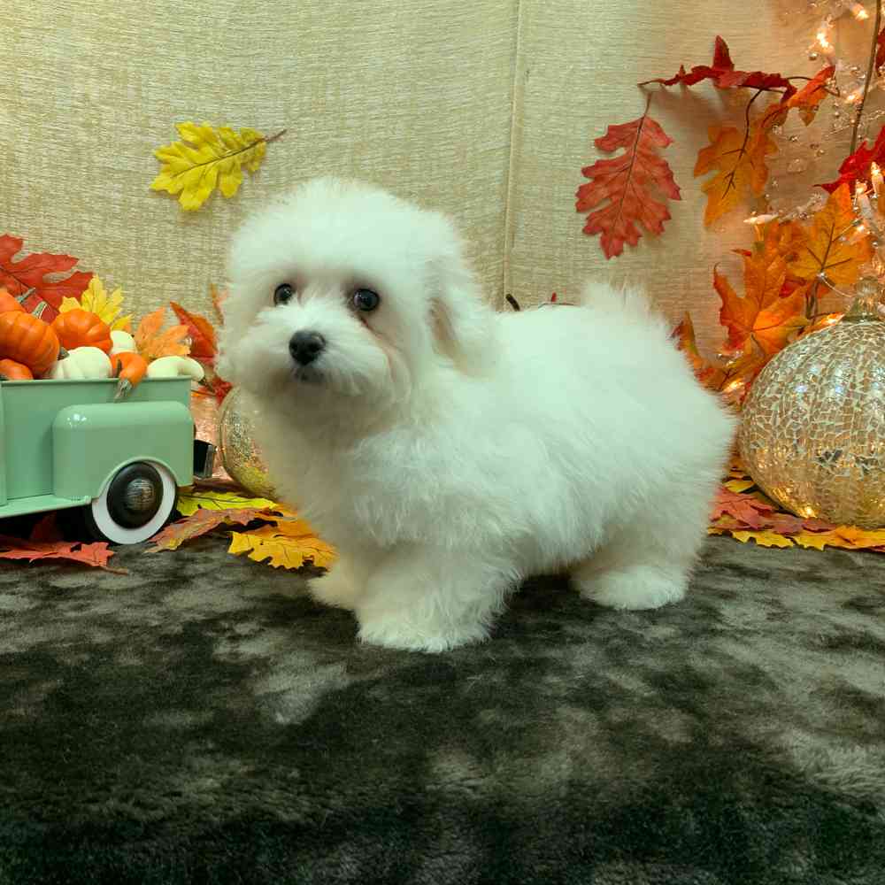 carousel pet images