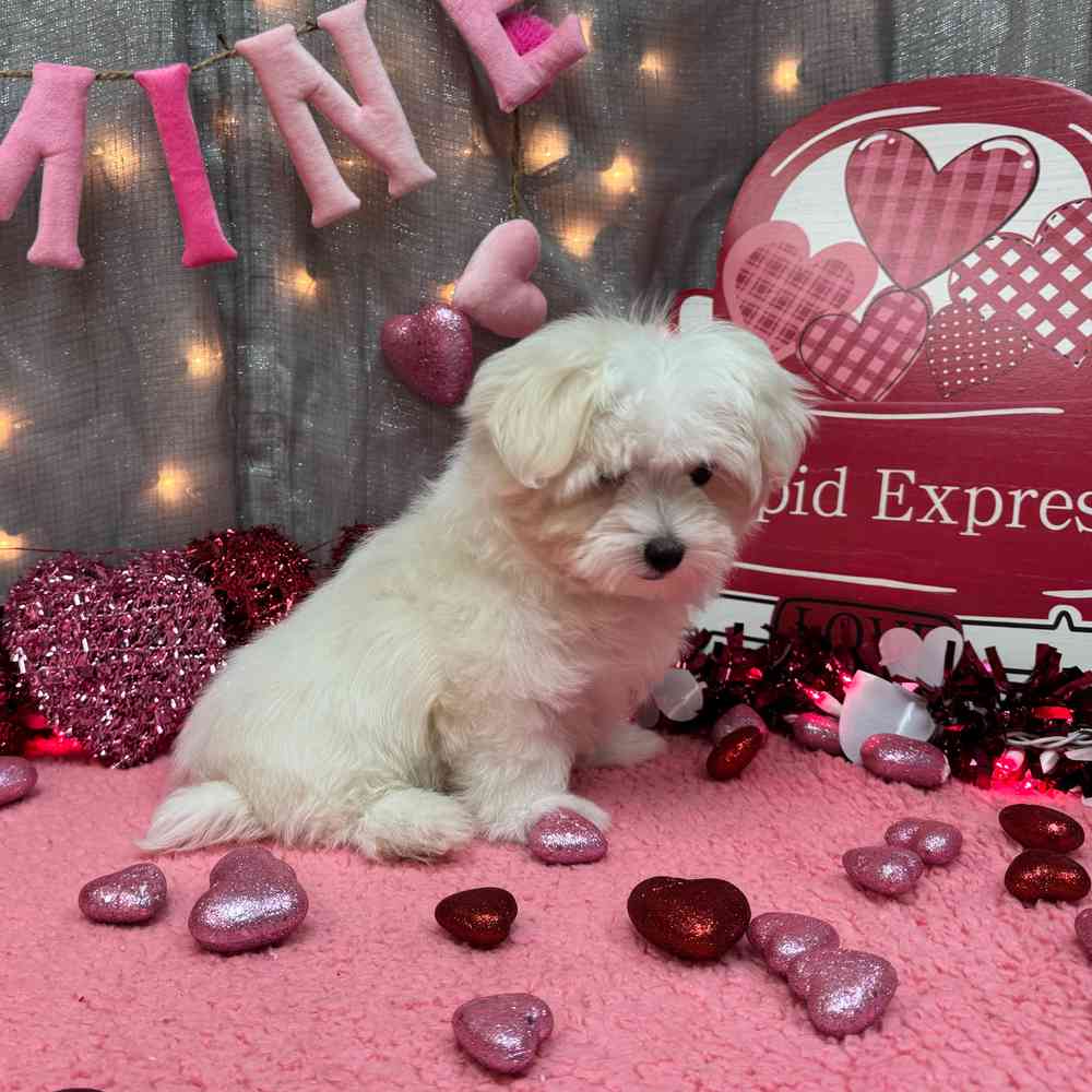 carousel pet images