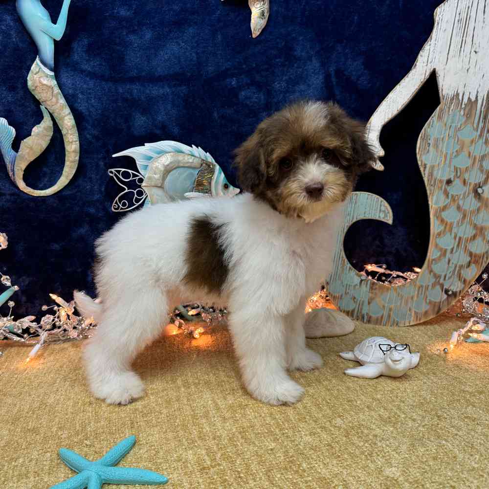 carousel pet images