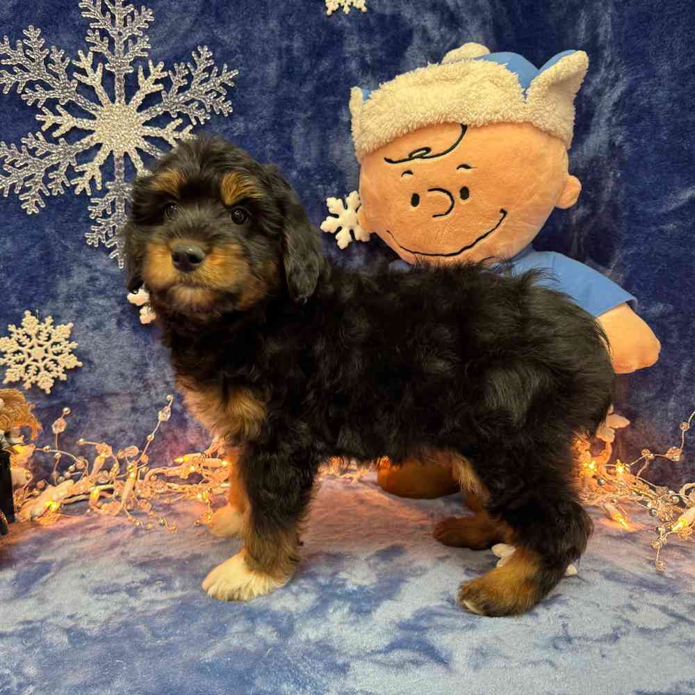 carousel pet images