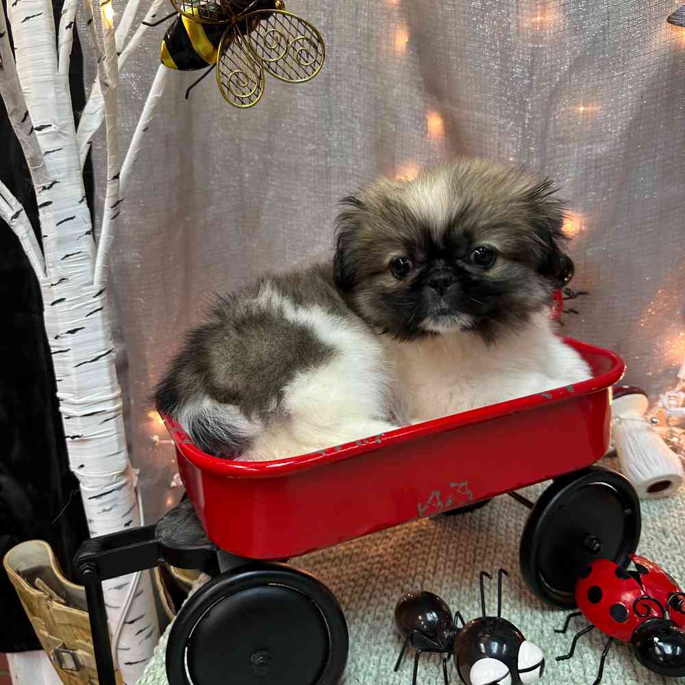 carousel pet images