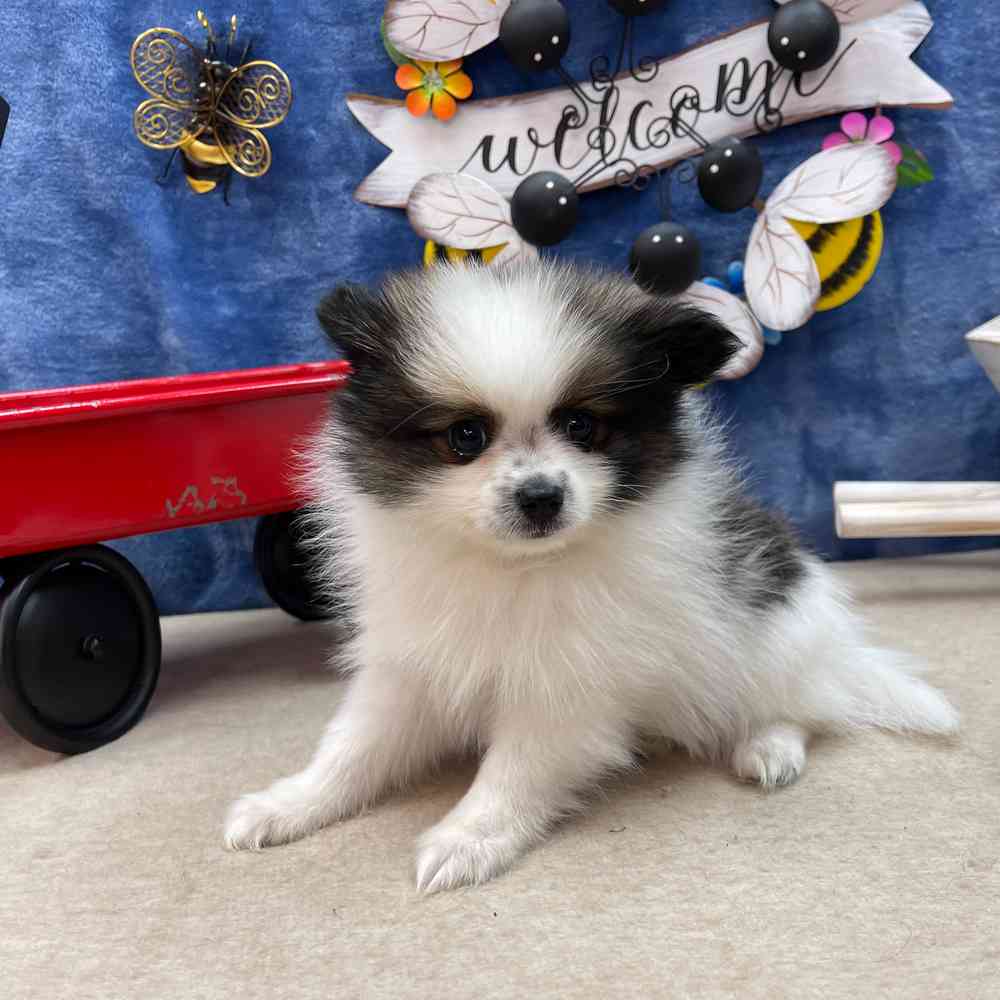carousel pet images