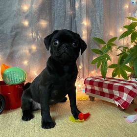 Pug
