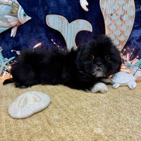 Shih Tzu