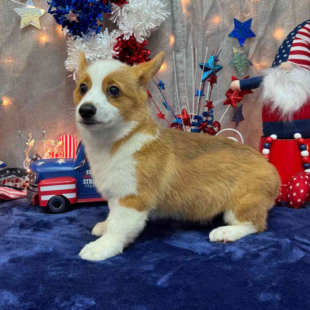 carousel pet images