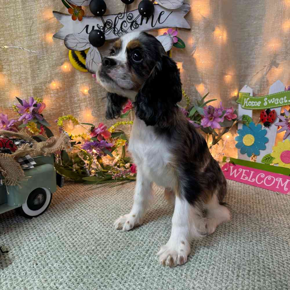 carousel pet images