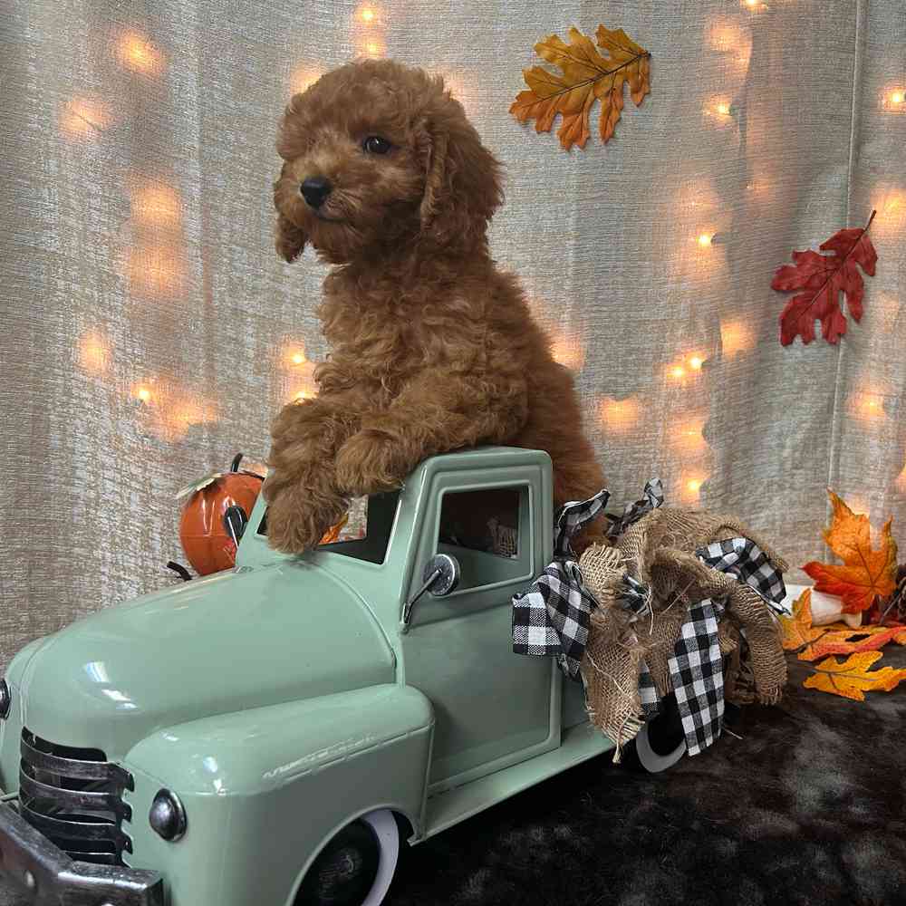carousel pet images