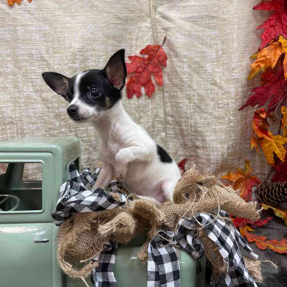 carousel pet images