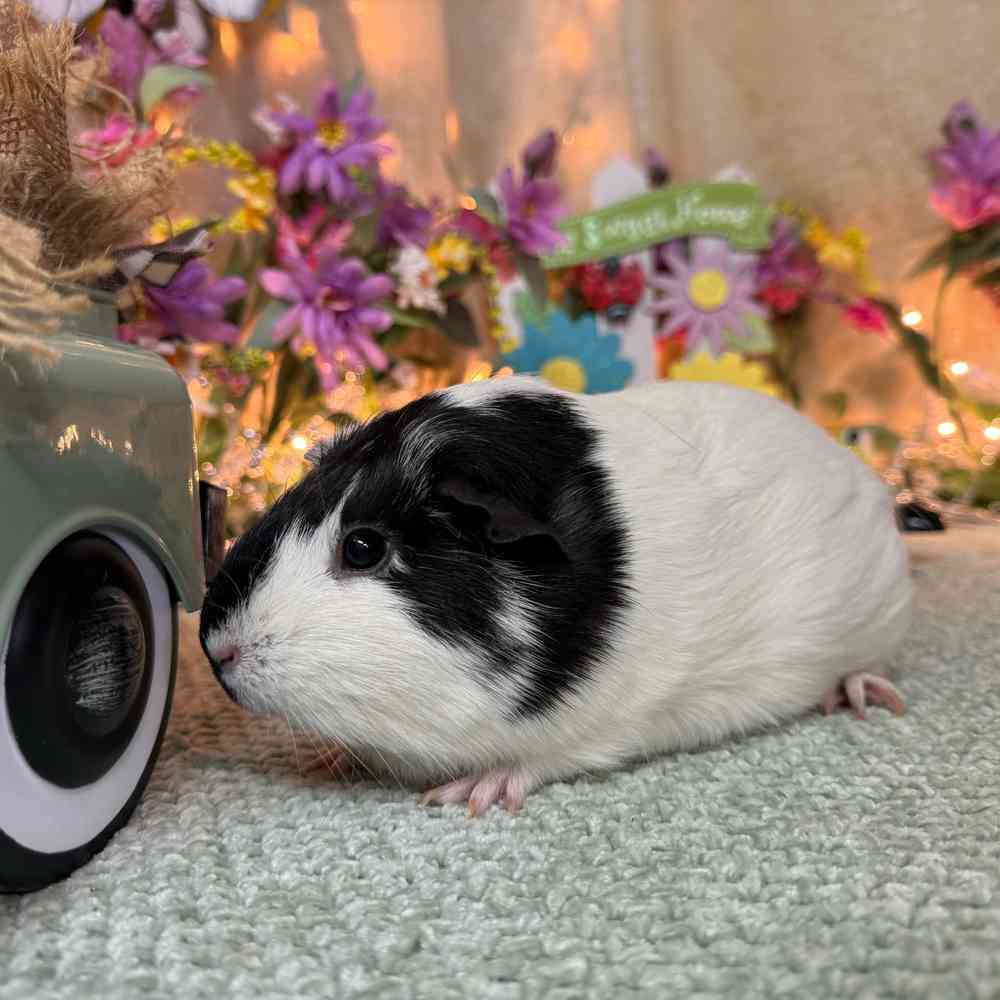 carousel pet images