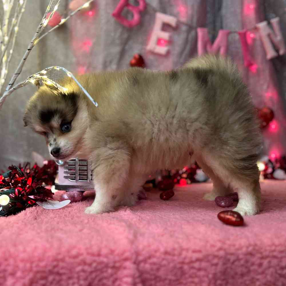 carousel pet images