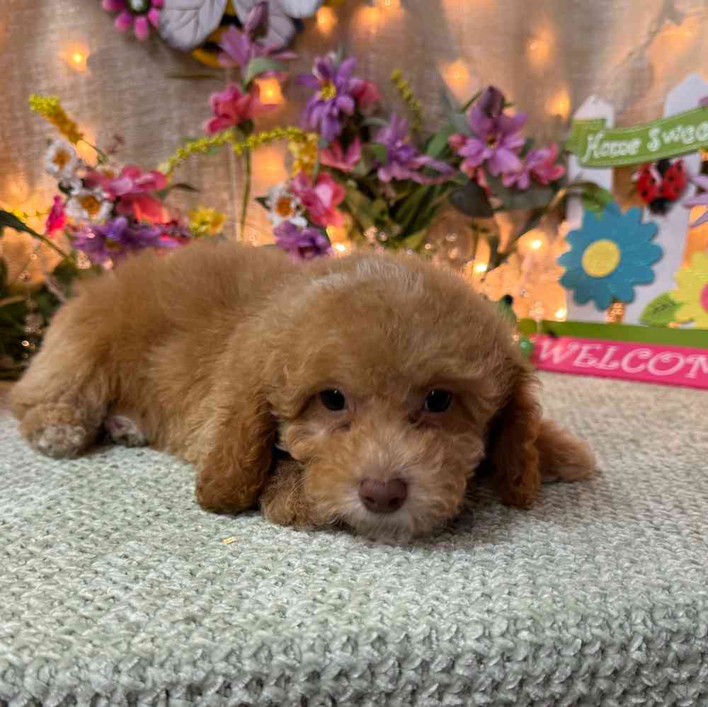 carousel pet images