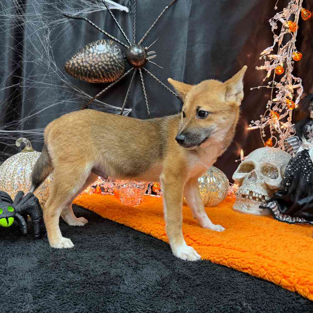 carousel pet images