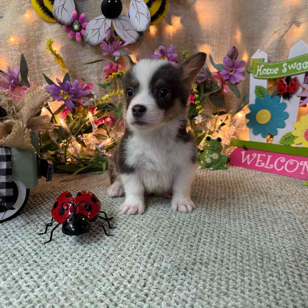 carousel pet images