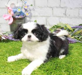 Japanese Chin