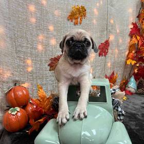 Pug