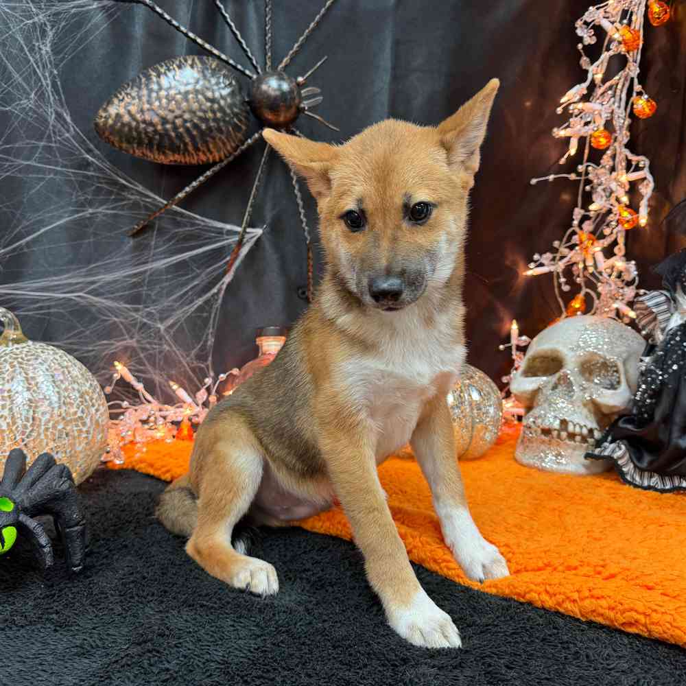 carousel pet images