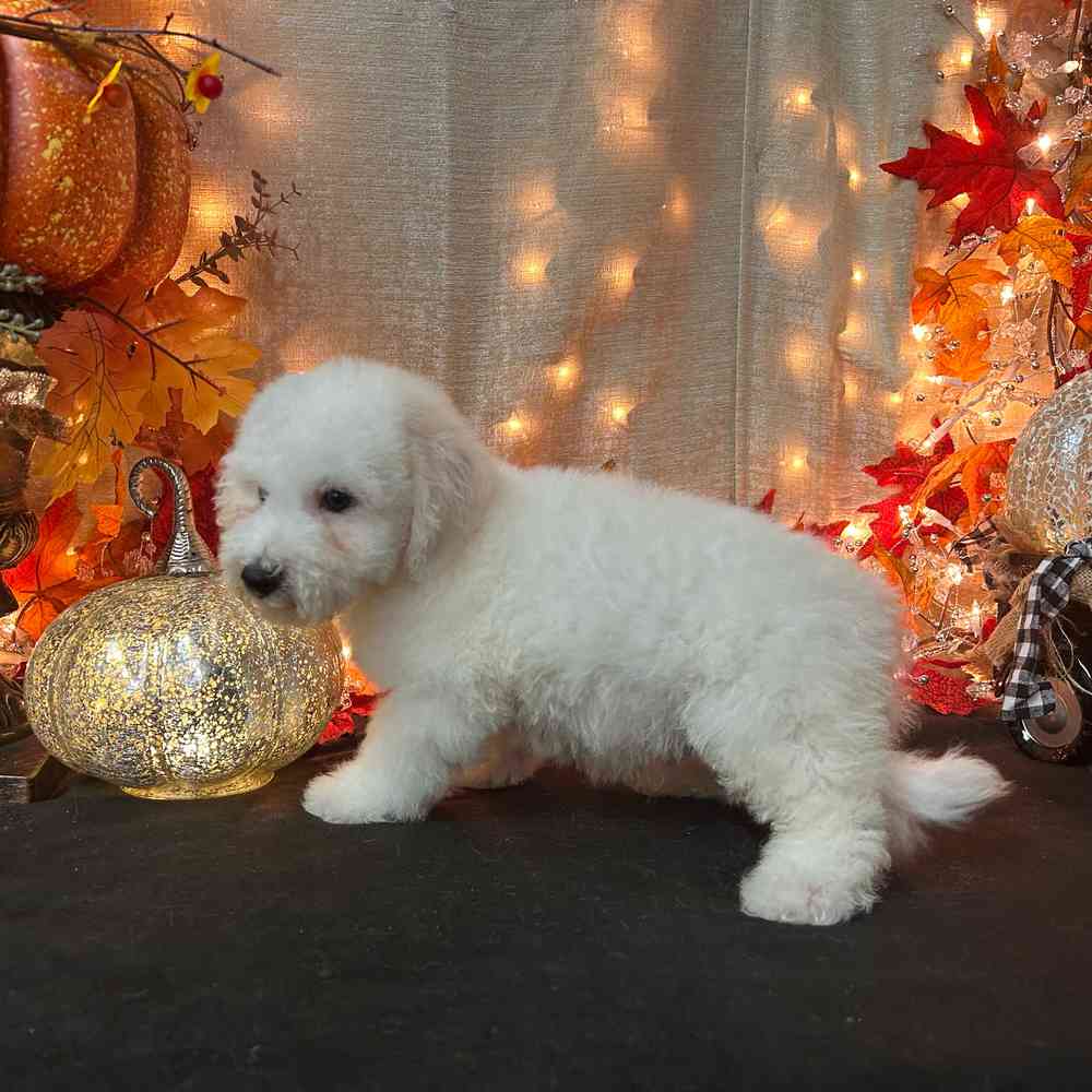carousel pet images