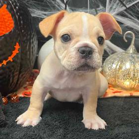 French Bulldog