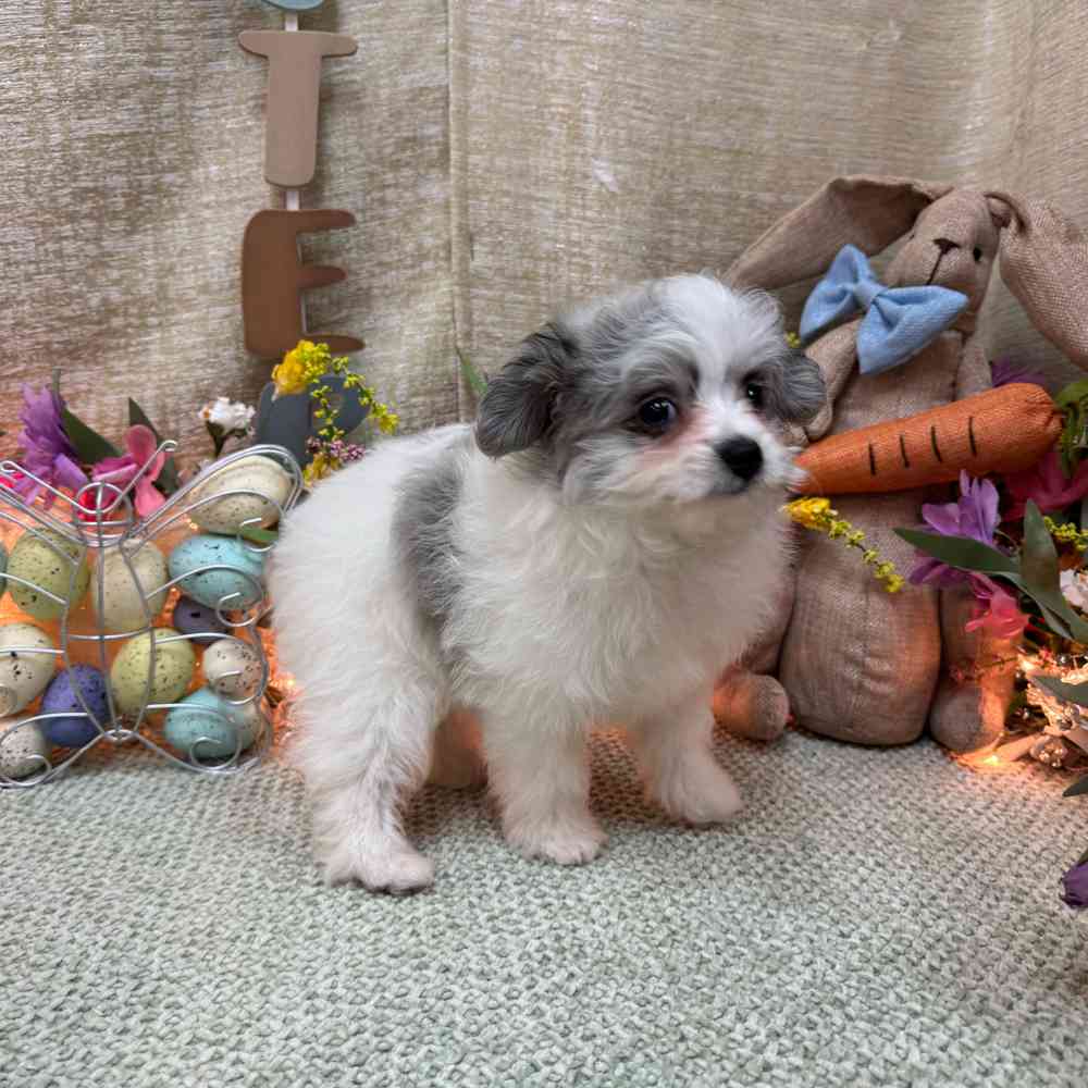 carousel pet images