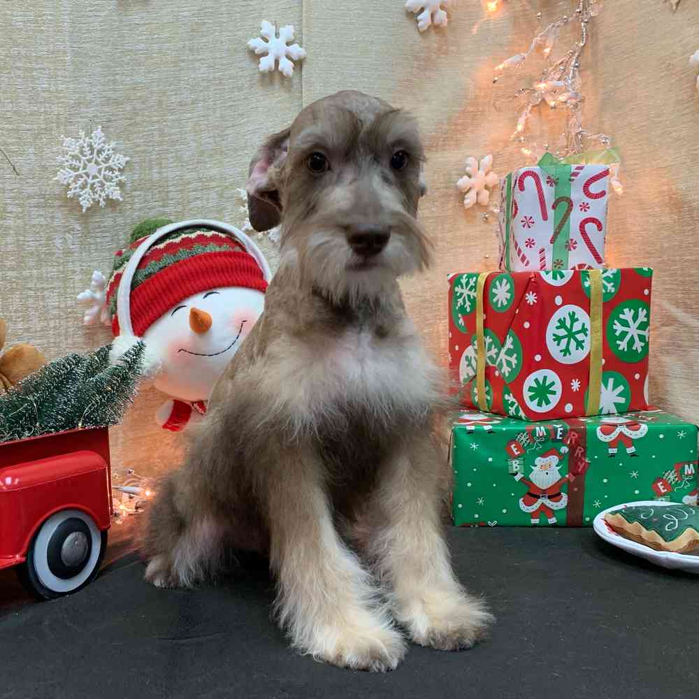 carousel pet images