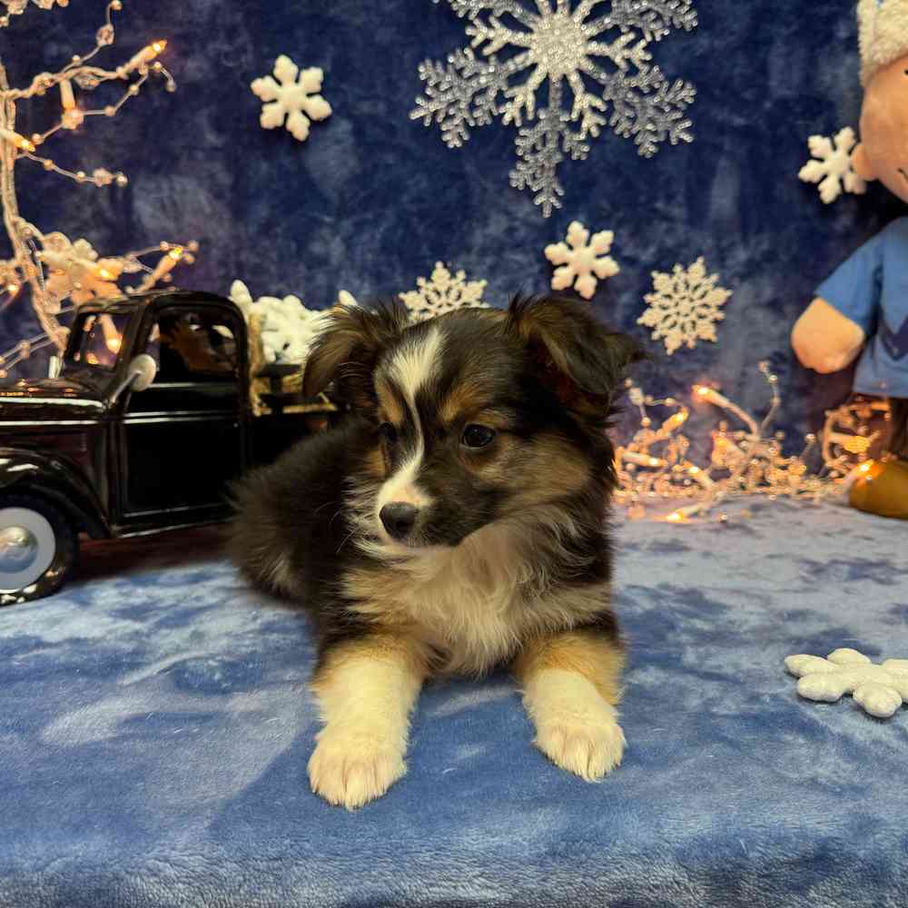 carousel pet images