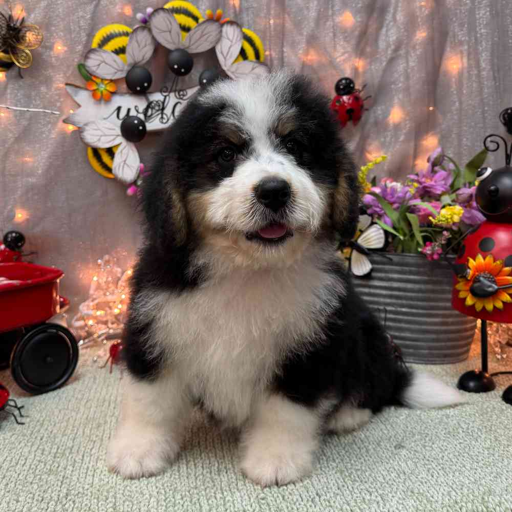 carousel pet images