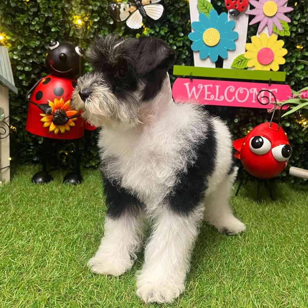 carousel pet images