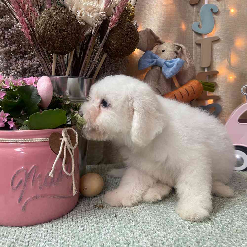carousel pet images