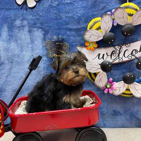 Morkie