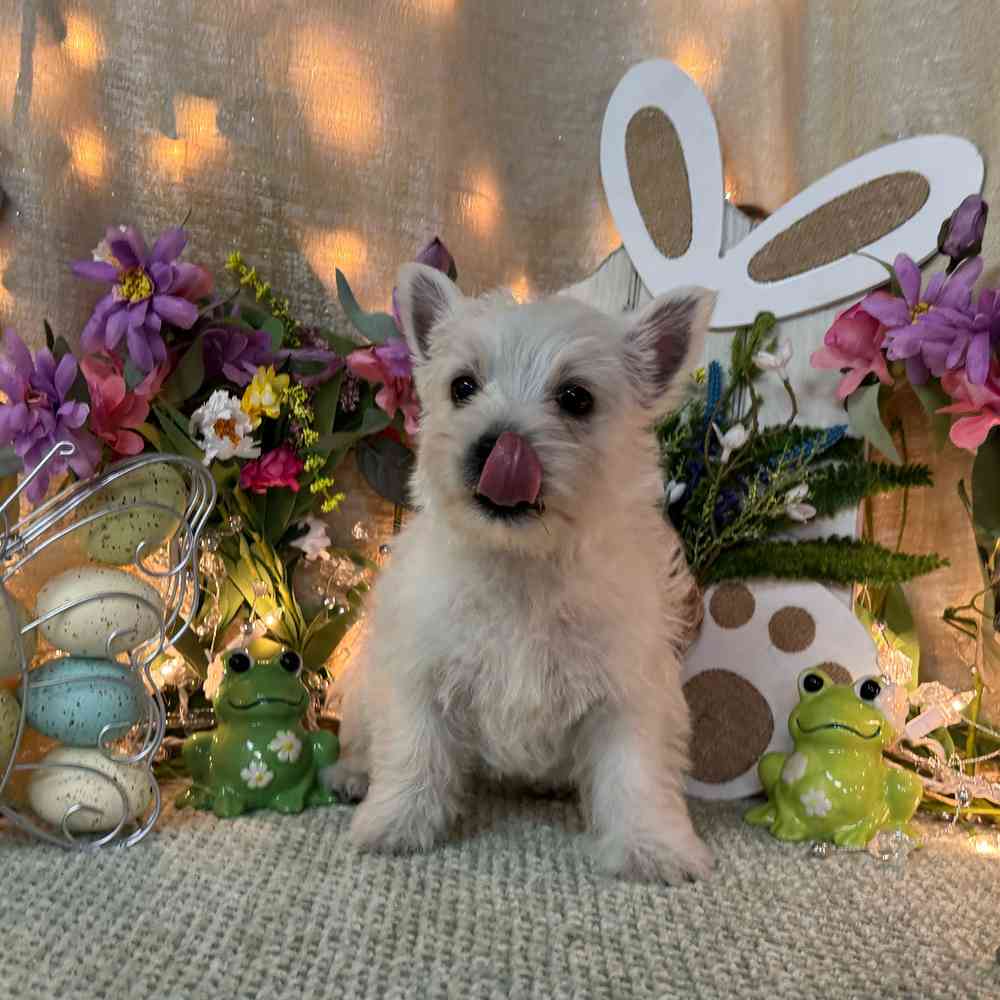 carousel pet images