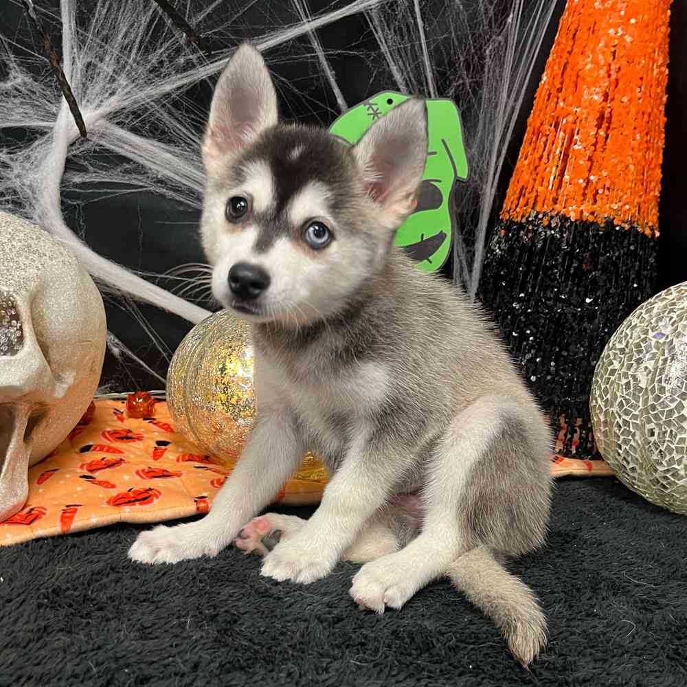 carousel pet images