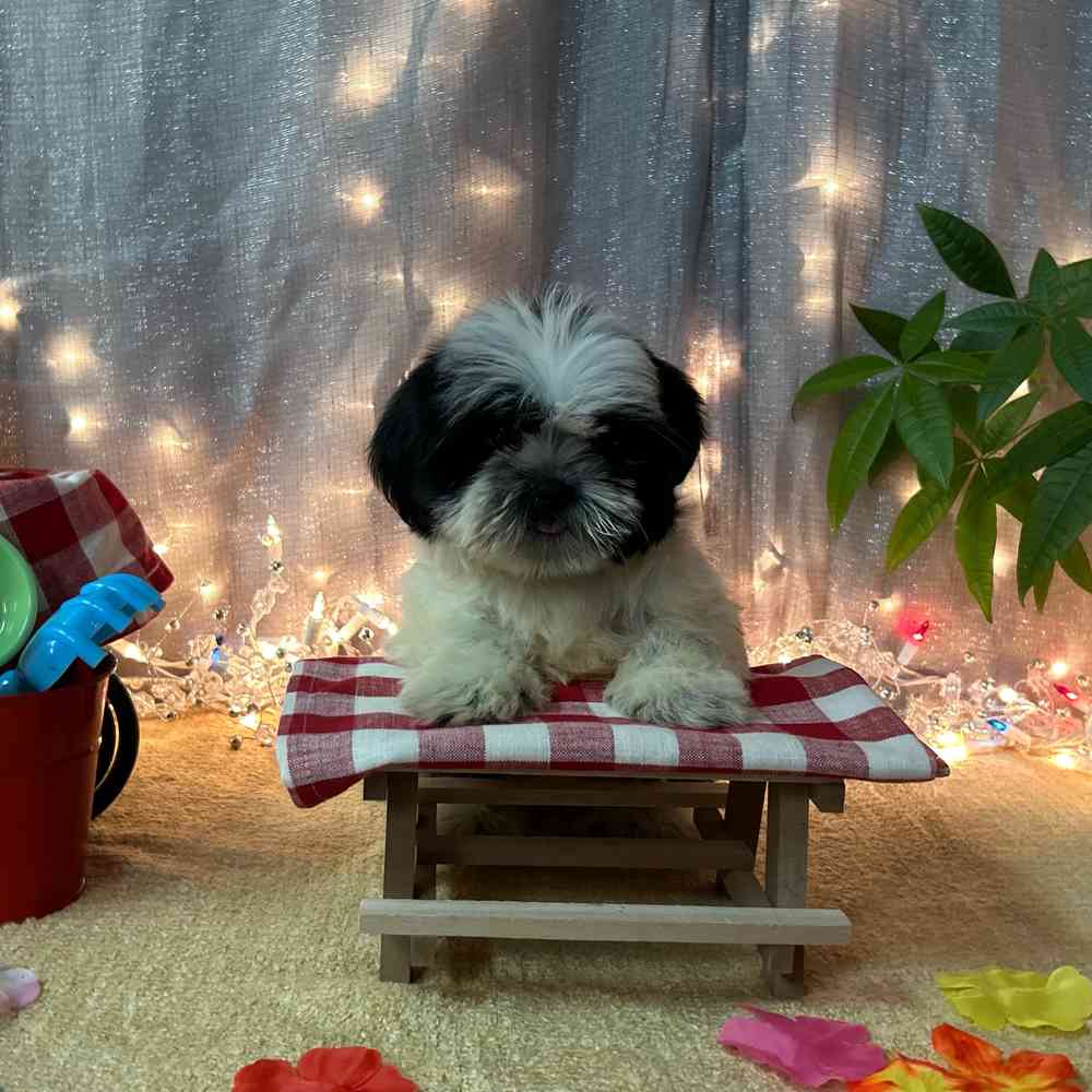 carousel pet images