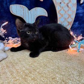 Domestic Kitten