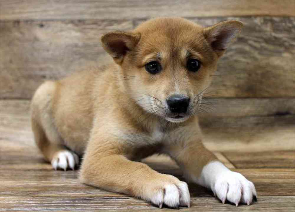 carousel pet images