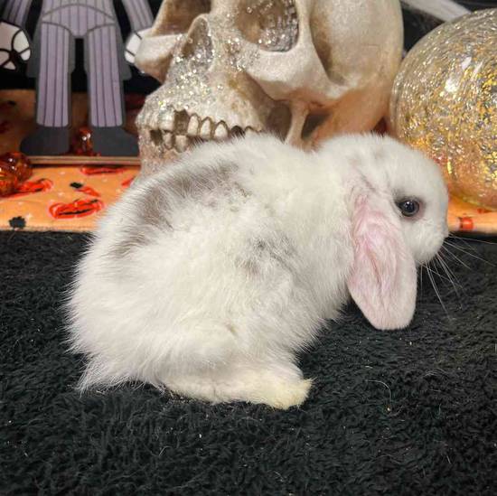 Holland Lop