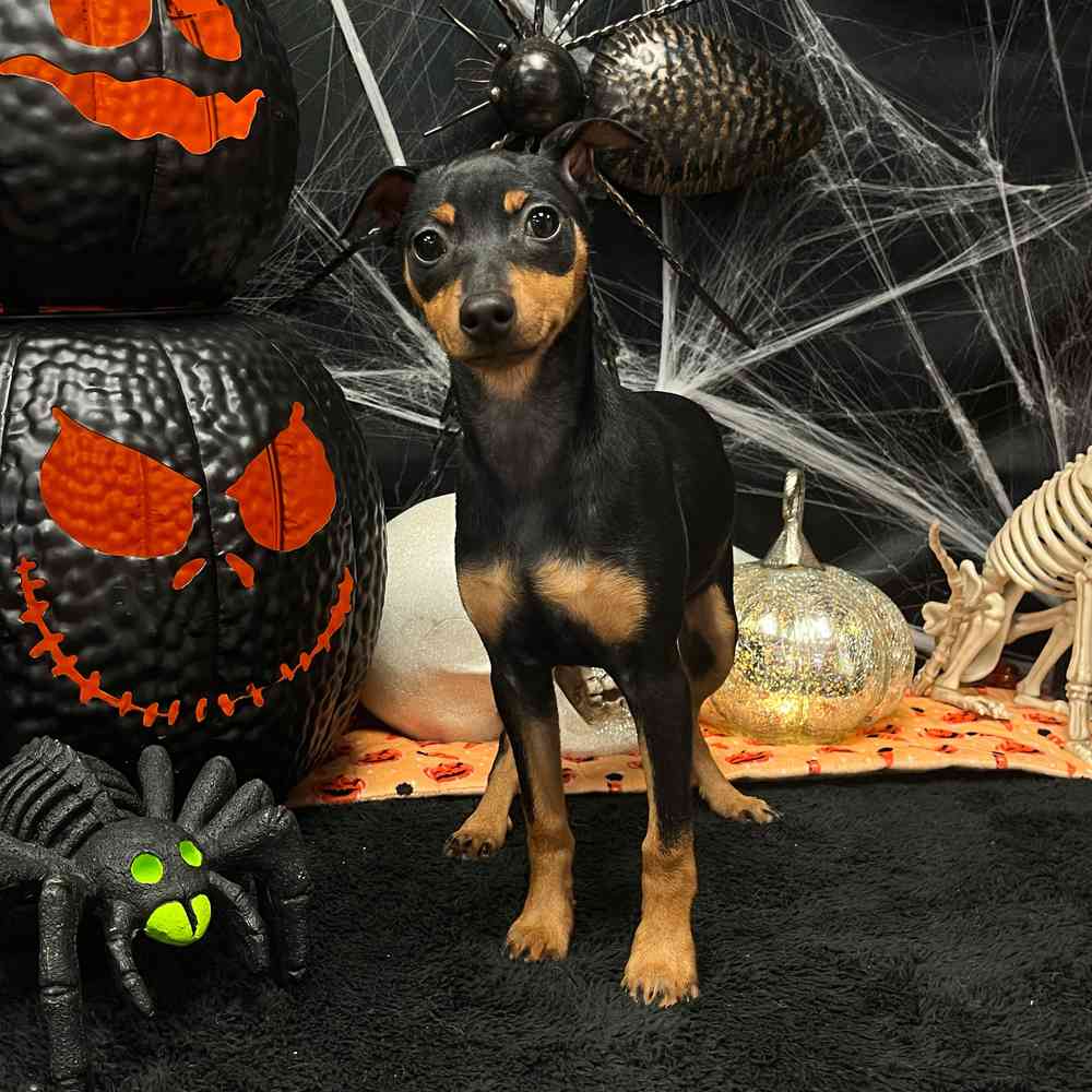 carousel pet images