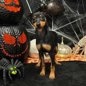 Min Pin