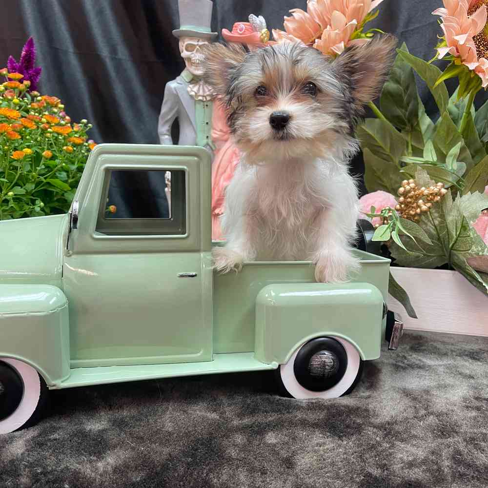 carousel pet images