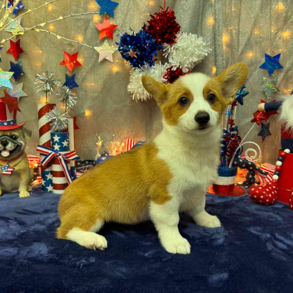 carousel pet images
