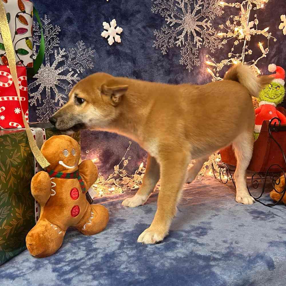 carousel pet images